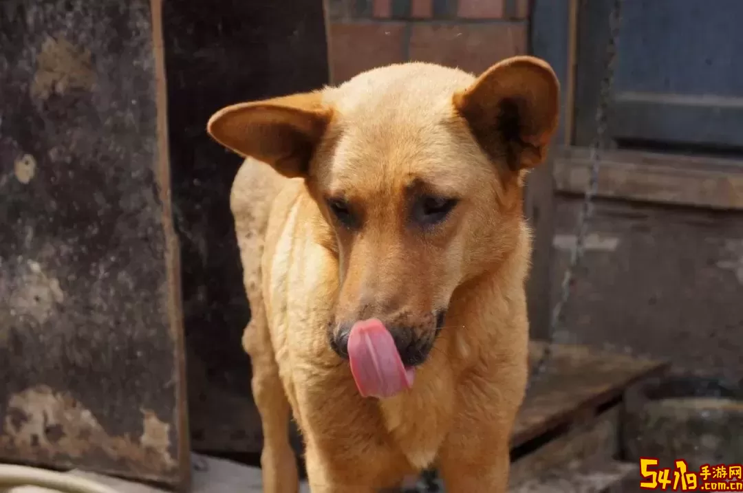 看家狗正版下载