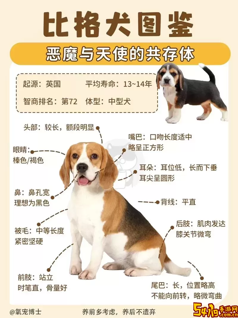 虚空风暴恶魔犬在哪