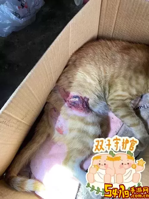 家有大猫为什么书齐要撞死我