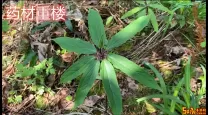 重楼就是七叶一枝花吗